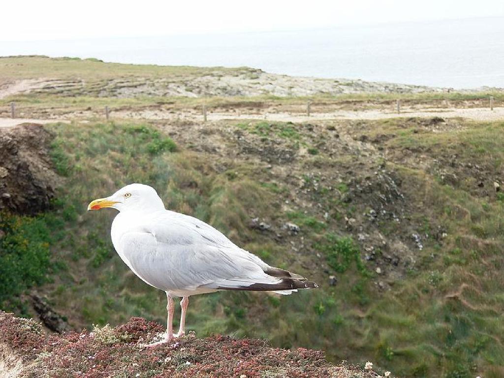 156 BELLE ILE EN MER BANGOR_000036.jpg